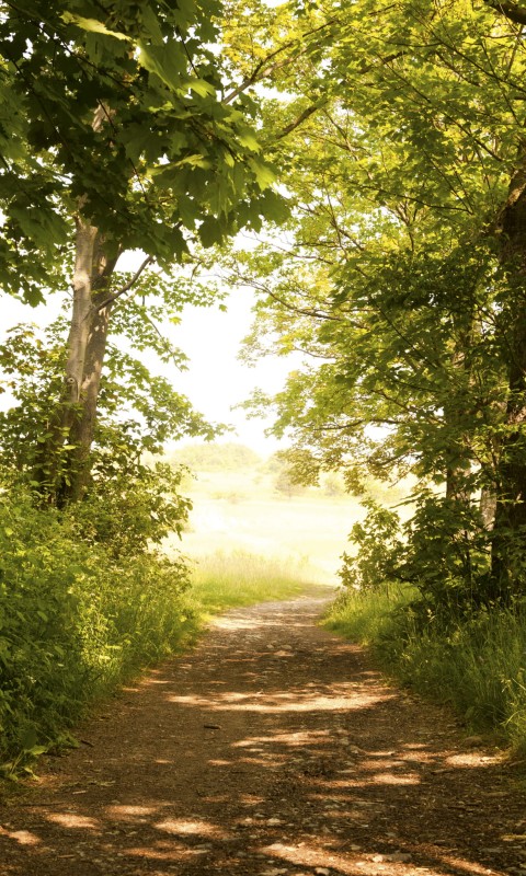 Fototapeta na flizelinie MS-2-0093 FOREST PATH