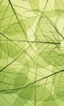 Fototapeta na flizelinie MS-2-0111 LEAF VEINS