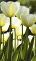 Fototapeta na flizelinie MS-2-0127 WHITE TULIPS