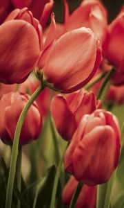 Fototapeta na flizelinie MS-2-0128 RED TULIPS