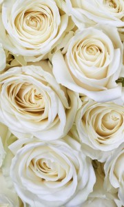 Fototapeta na flizelinie MS-2-0137 WHITE ROSES