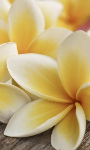 Fototapeta na flizelinie MS-2-0140 PLUMERIA