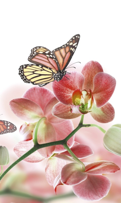 Fototapeta na flizelinie MS-2-0146 ORCHIDS AND BUTTERFLY