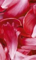 Fototapeta na flizelinie MS-2-0151 RED PETALS