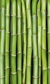 Fototapeta na flizelinie MS-2-0165 BAMBOO