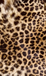 Fototapeta na flizelinie MS-2-0184 LEOPARD SKIN