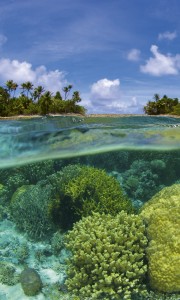 Fototapeta na flizelinie MS-2-0200 CORAL REEF