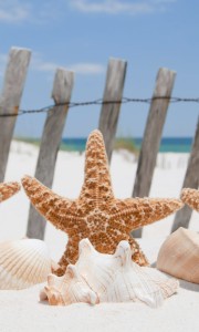 Fototapeta na flizelinie MS-2-0206 STARFISH