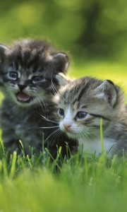 Fototapeta na flizelinie MS-2-0222 KITTENS