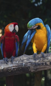 Fototapeta na flizelinie MS-2-0223 COLOURFUL MACAW