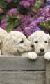 Fototapeta na flizelinie MS-2-0224 LABRADOR PUPPIES