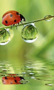 Fototapeta na flizelinie MS-2-0226 LADYBIRD