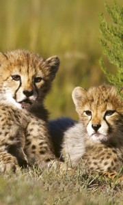 Fototapeta na flizelinie MS-2-0229 CHEETAH