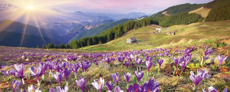 Fototapeta na flizelinie MP-2-0064 CROCUSES AT SPRING