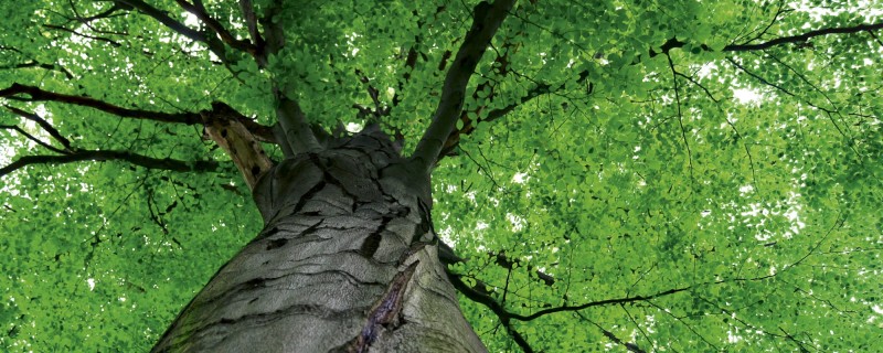 Fototapeta na flizelinie MP-2-0107 GREEN LEAVES