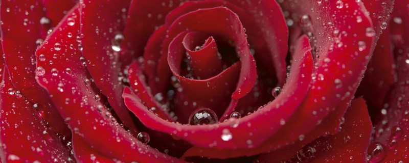 Fototapeta na flizelinie MP-2-0138 RED ROSE