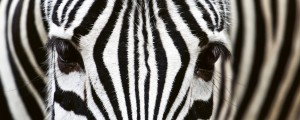 Fototapeta na flizelinie MP-2-0234 ZEBRA