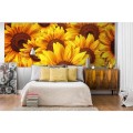 Fototapeta na flizelinie MP-2-0129 HELIANTHUS