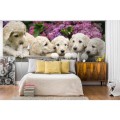 Fototapeta na flizelinie MP-2-0224 LABRADOR PUPPIES