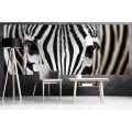 Fototapeta na flizelinie MP-2-0234 ZEBRA