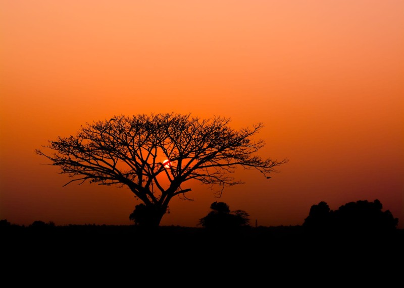 MURAL FOTOTAPETA 363654 AFRICAN QUEEN III