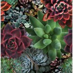 Mural 46801 Smart Art Aspiration