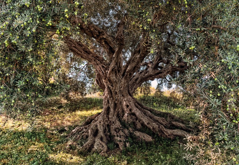 Fototapeta 8-531 Olive Tree 