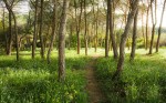 FotoTAPETA na flizelinie SHX9-011 Blutenzauberwald