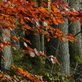 fae67f5a24200c57302940509fb2099d