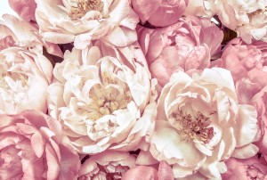 Fototapeta na Flizelinie XXL4-091 Peonies