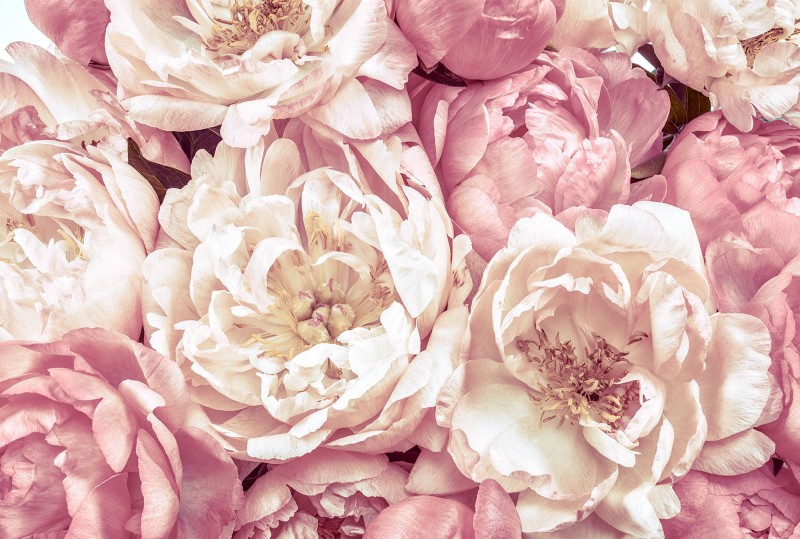 Fototapeta na Flizelinie XXL4-091 Peonies