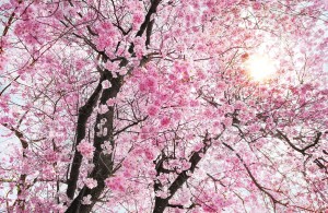 Fototapeta na Flizelinie X8-046 Bloom