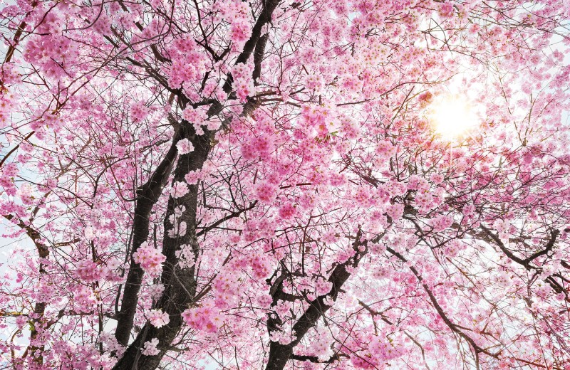 Fototapeta na Flizelinie X8-046 Bloom