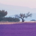 Fototapeta na Flizelinie X8-036 Provence