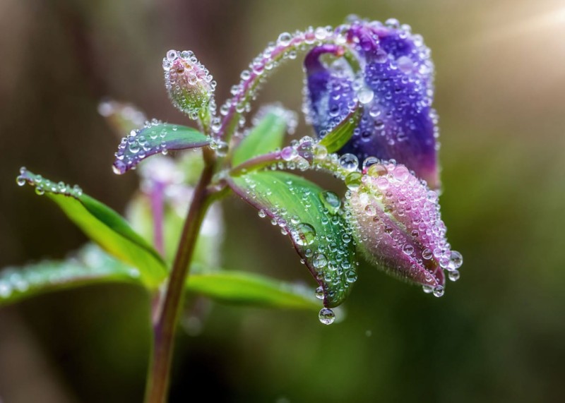 FOTOTAPETA MURAL ŚCIENNY 363319 MAGIC WALLS