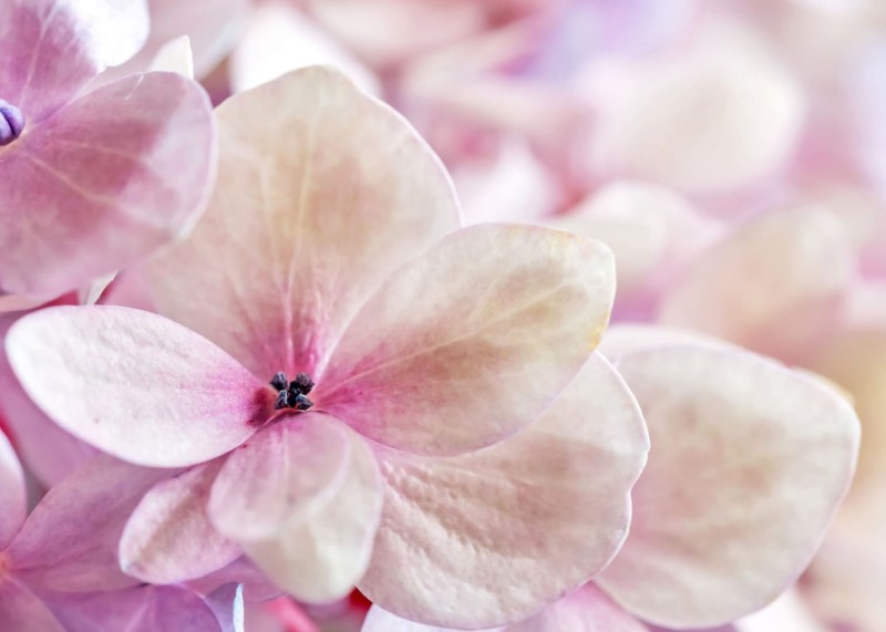 FOTOTAPETA MURAL ŚCIENNY 363326 MAGIC WALLS