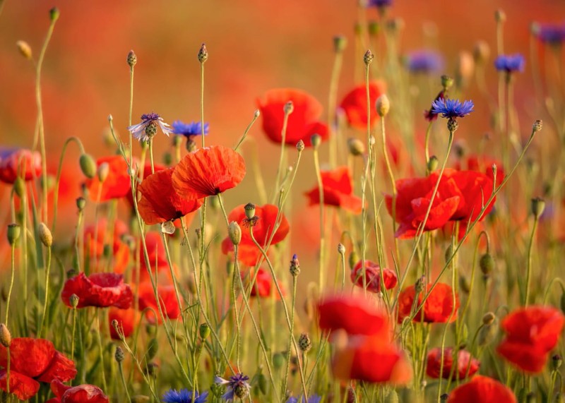 FOTOTAPETA MURAL ŚCIENNY 363371 MAGIC WALLS