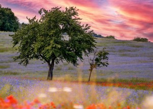 FOTOTAPETA MURAL ŚCIENNY 363425 MAGIC WALLS