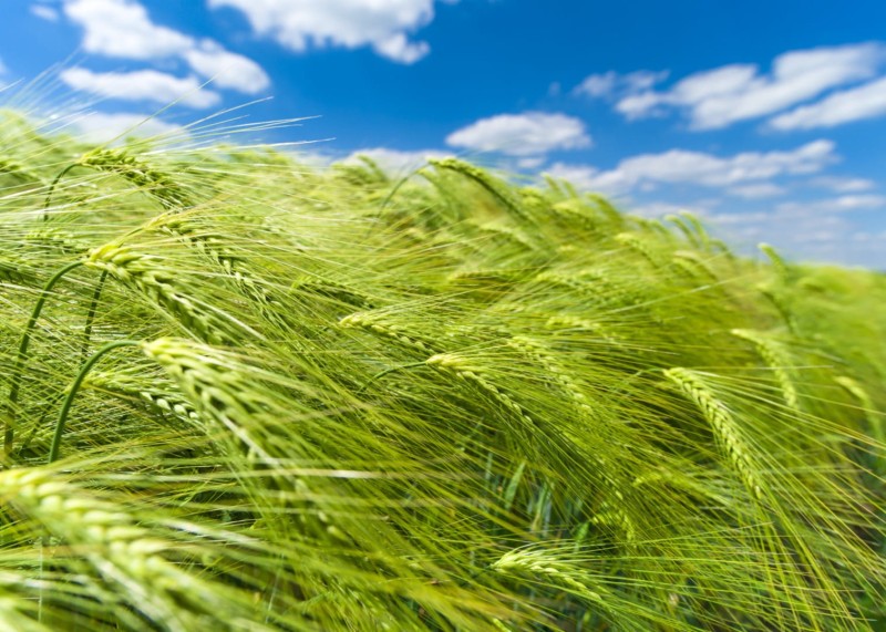 FOTOTAPETA MURAL ŚCIENNY 363746 MAGIC WALLS