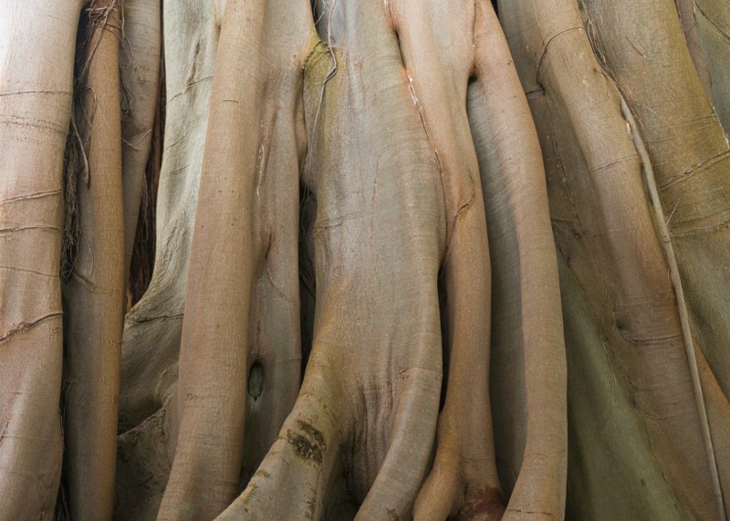 FOTOTAPETA MURAL ŚCIENNY 363791 MAGIC WALLS