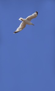 FOTOTAPETA MURAL ŚCIENNY 364736 MAGIC WALLS