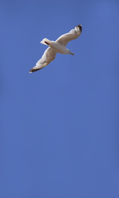 FOTOTAPETA MURAL ŚCIENNY 364736 MAGIC WALLS