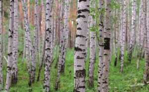 FOTOTAPETA MURAL ŚCIENNY 848359 MAGIC WALLS