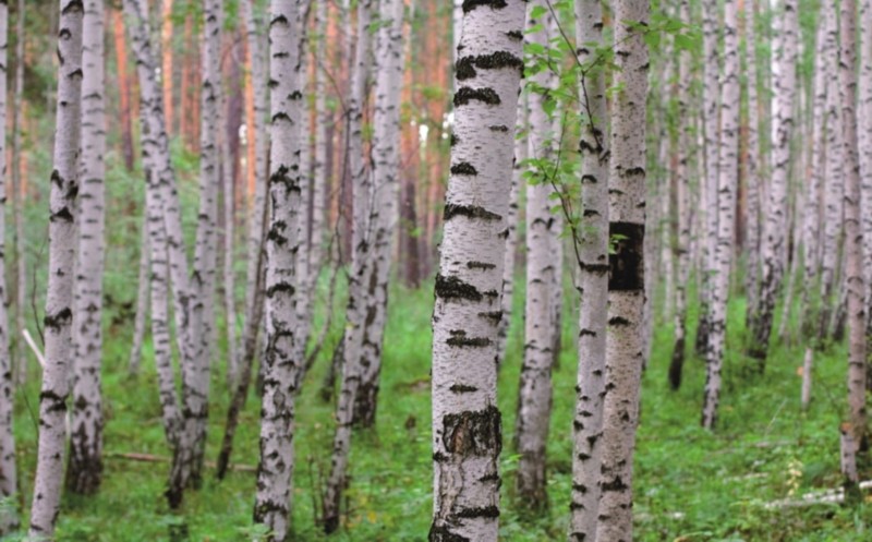 FOTOTAPETA MURAL ŚCIENNY 848359 MAGIC WALLS