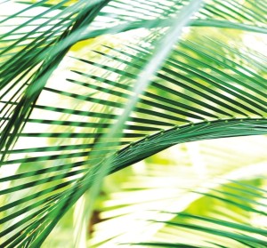 FOTOTAPETA MURAL ŚCIENNY 890501 MAGIC WALLS