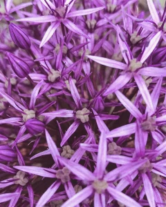 FOTOTAPETA MURAL ŚCIENNY 364125 MAGIC WALLS