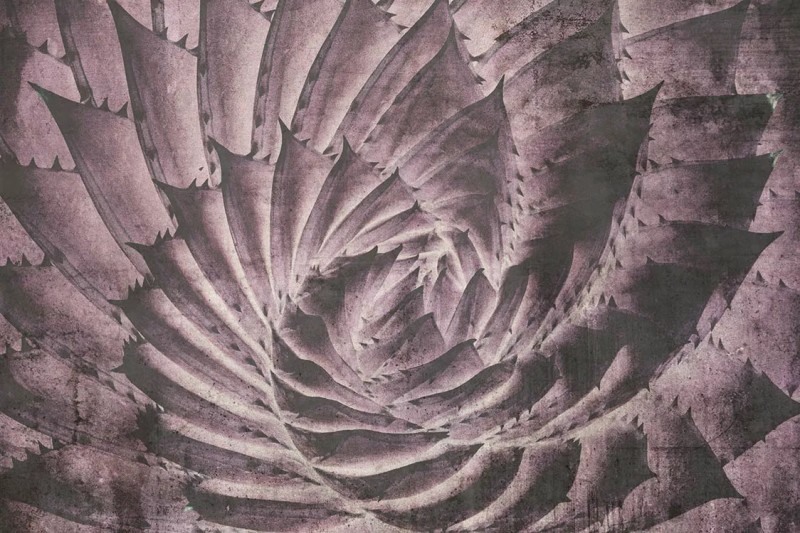 FotoTAPETA na flizelinie MS-5-0352 Abstrakcyjny kaktus 375 x 250 cm