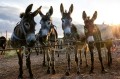 Fototapeta na Flizelinie MS-5-0444 Donkey farm 375 x 250 cm