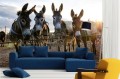Fototapeta na Flizelinie MS-5-0444 Donkey farm 375 x 250 cm