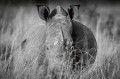 Fototapeta na Flizelinie MS-5-0454 Nosorożec w trawie 375 x 250 cm